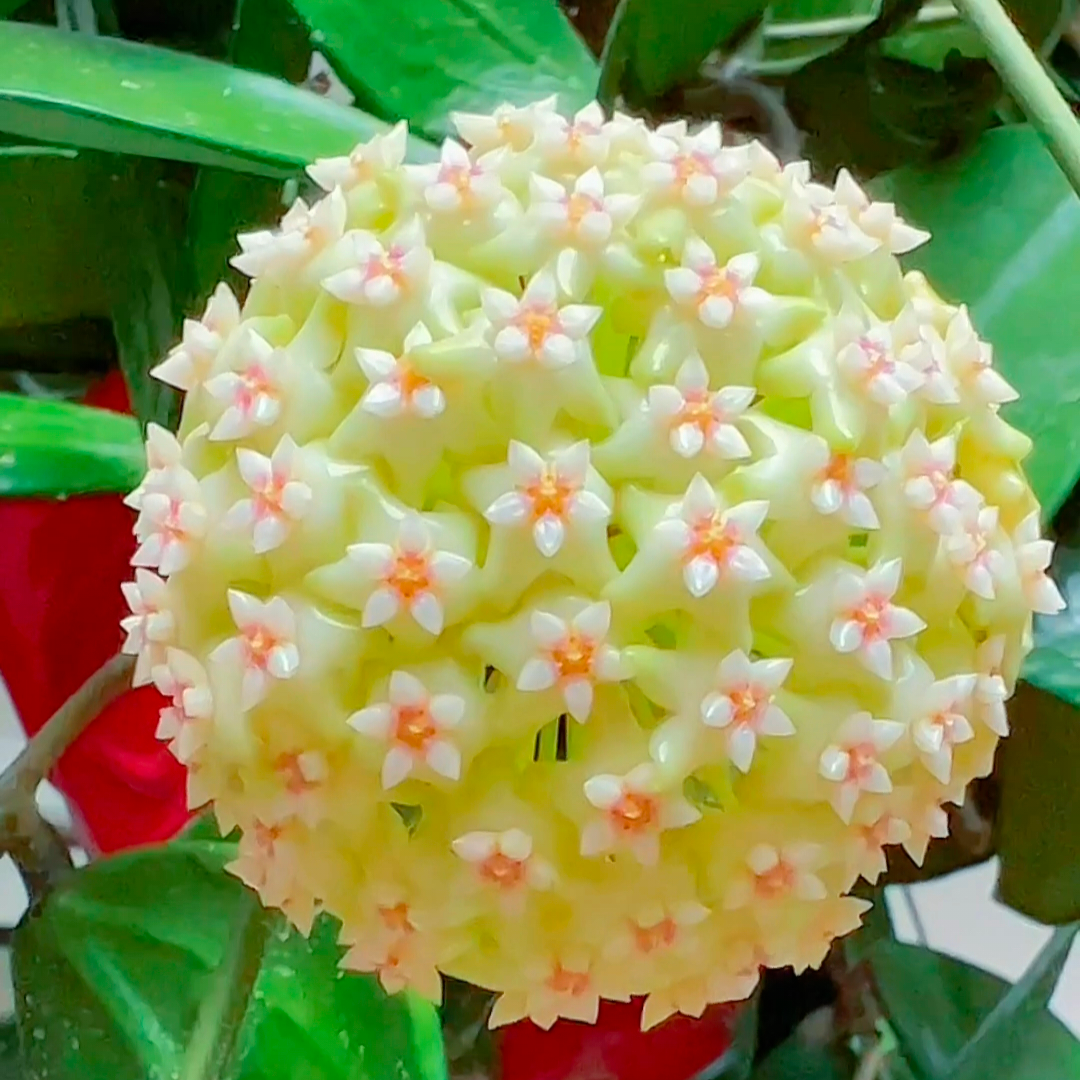 Hoya Carnosa Flower Seeds-Large Hydrangea Clustered with Many Star-shaped Florets