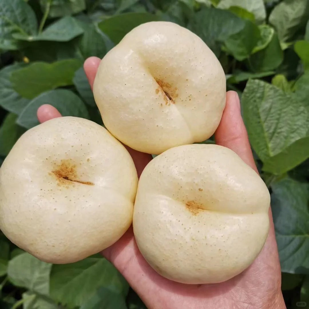 Nectarine Flat Seeds