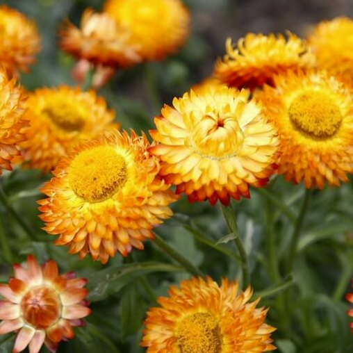 Strawflower Seeds Xerochrysum Bracteatum