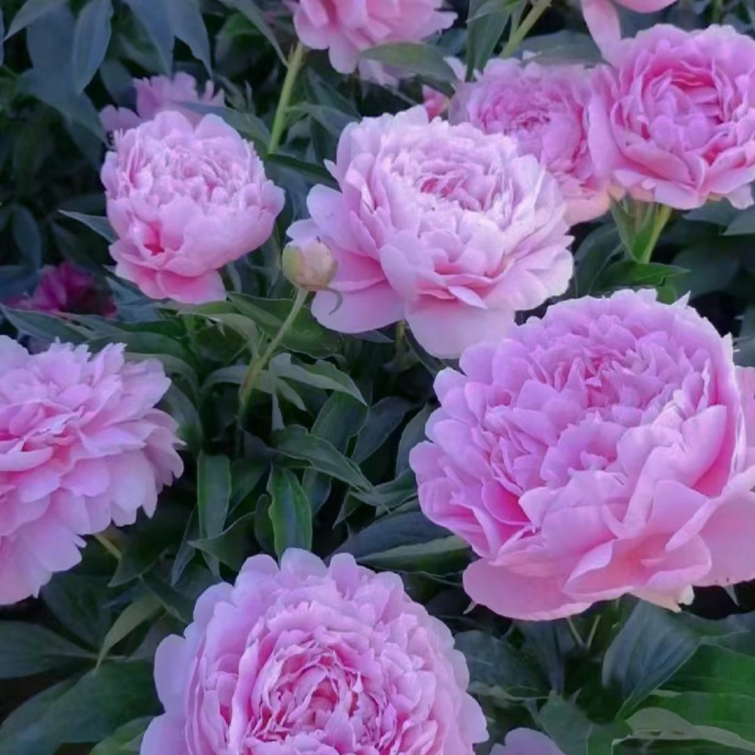 Paeonia Lactiflora Bonsai Plant Home Garden