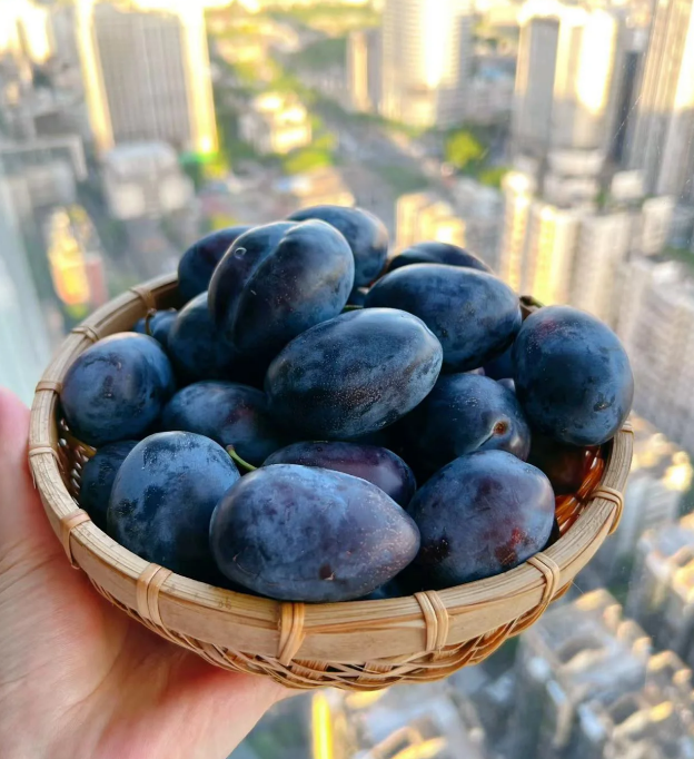 Blue Honey Prune Seeds