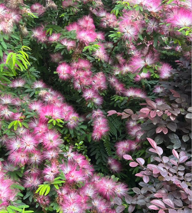 Silktree Albizziae Flower