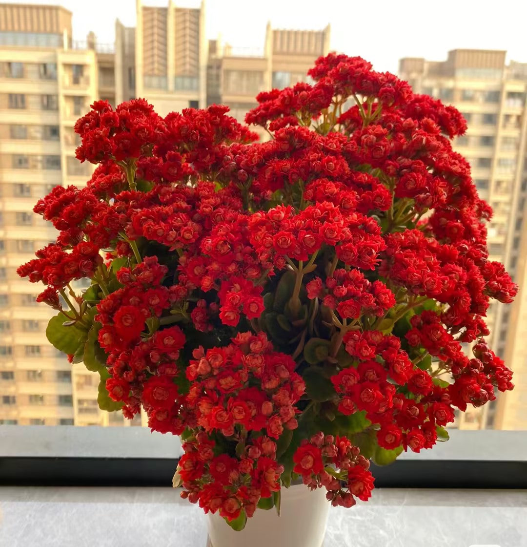 Kalanchoe Seed Garden Planting