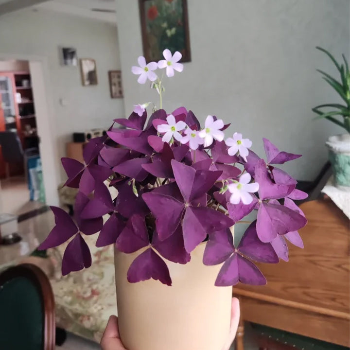 💜Purple Luck Oxalis Bulbs