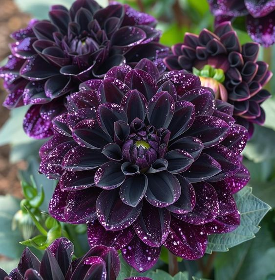 🌸Captivating Starry Night Dahlia 🌸