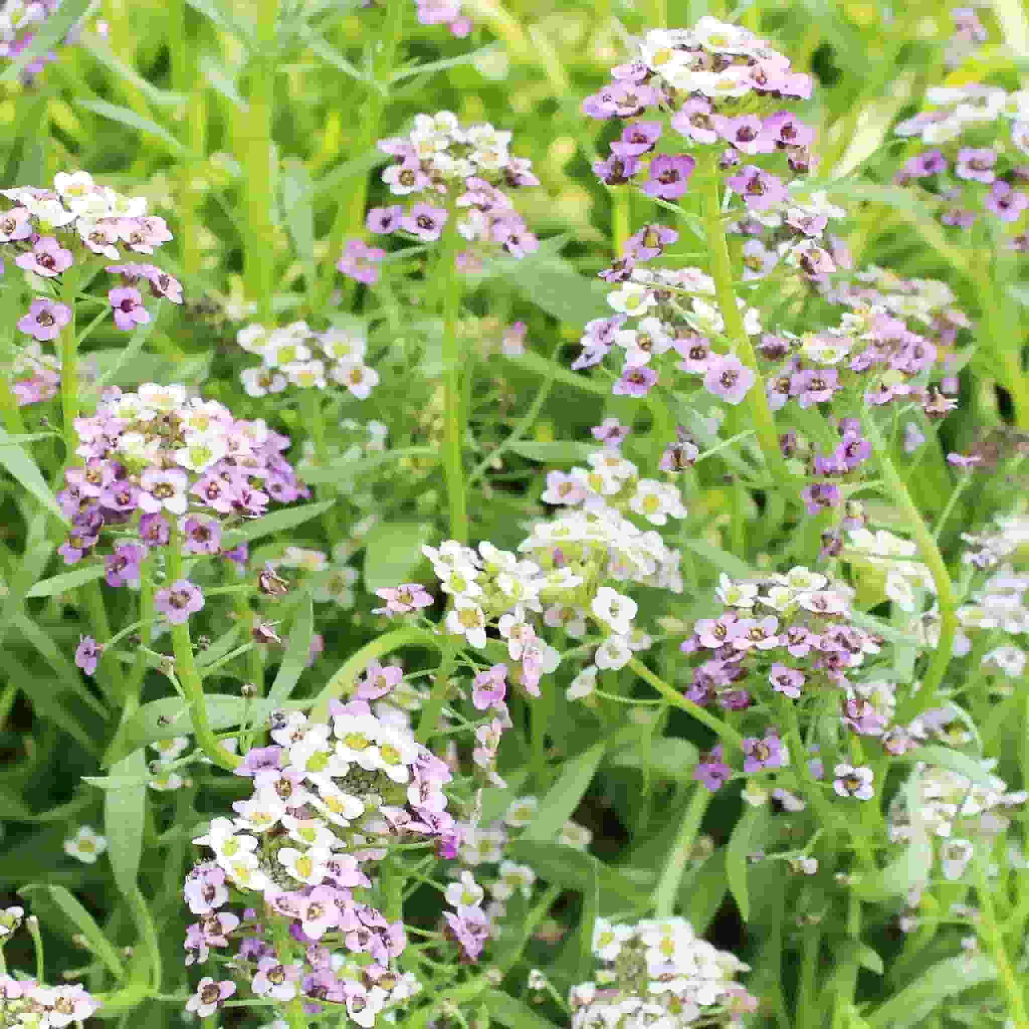 50Pcs Alyssum Seeds, Pastel Carpet