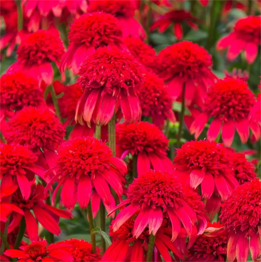 Double Echinacea Seeds