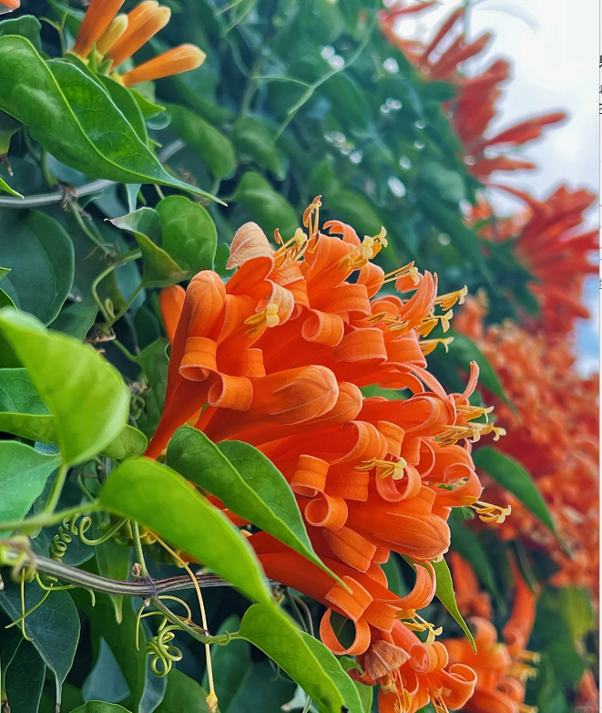 🧡Pyrostegia Venusta Flower