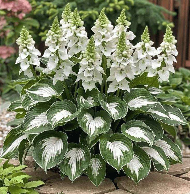 🌈🔥 Limited Edition Rainbow Flame Hostas -Rare Multicolor Foliage🌸