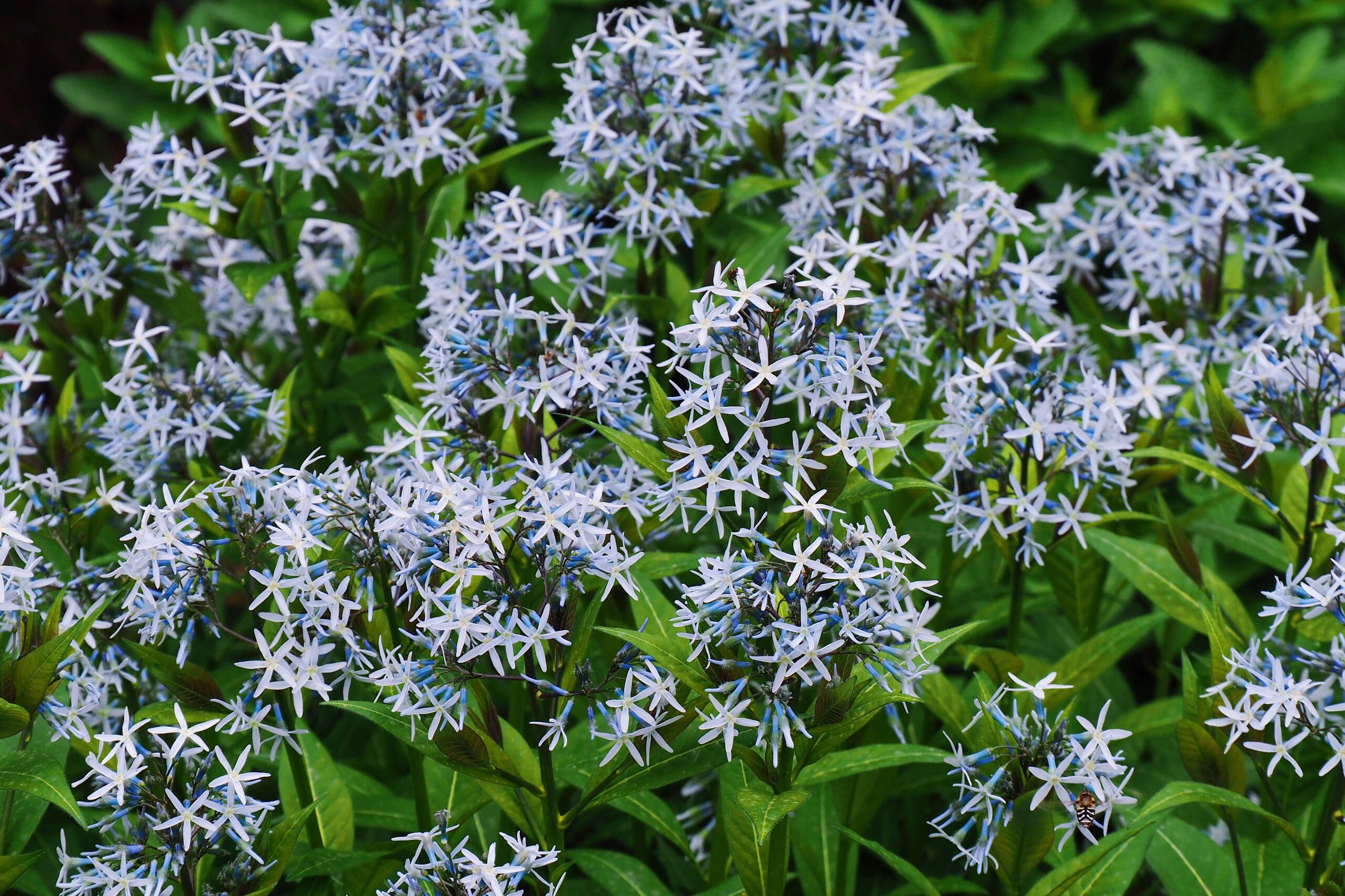 Licorice - A star representative of low-maintenance plants