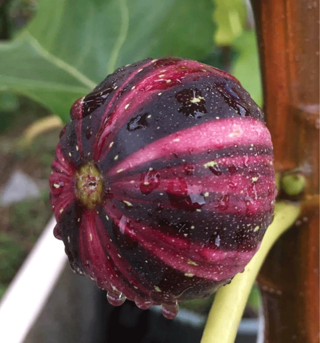 Rainbow Fig Seeds