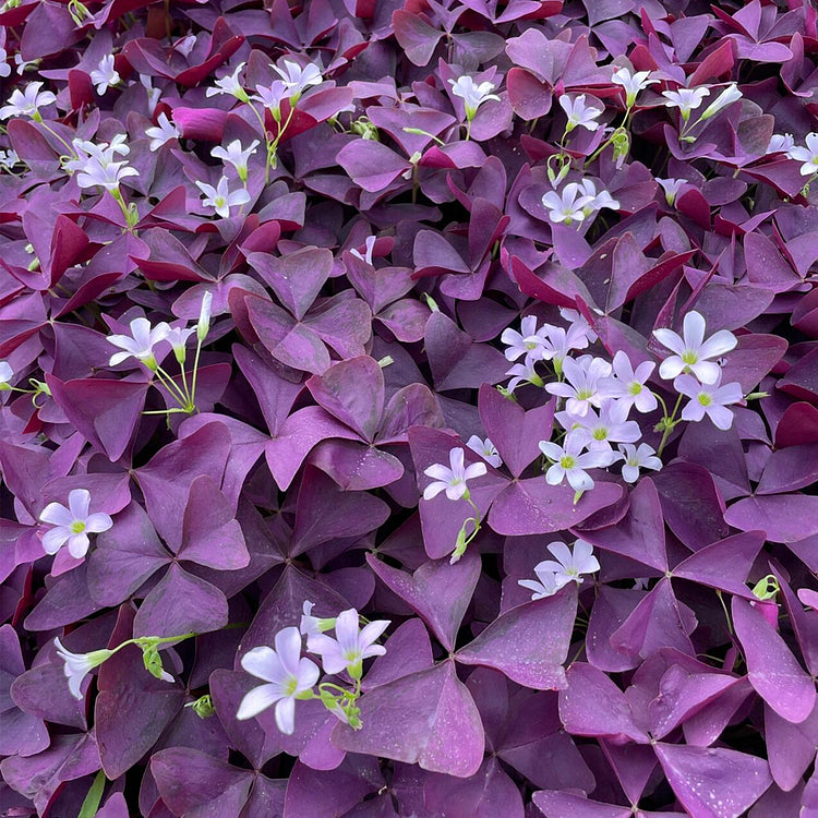 💜Purple Luck Oxalis Bulbs