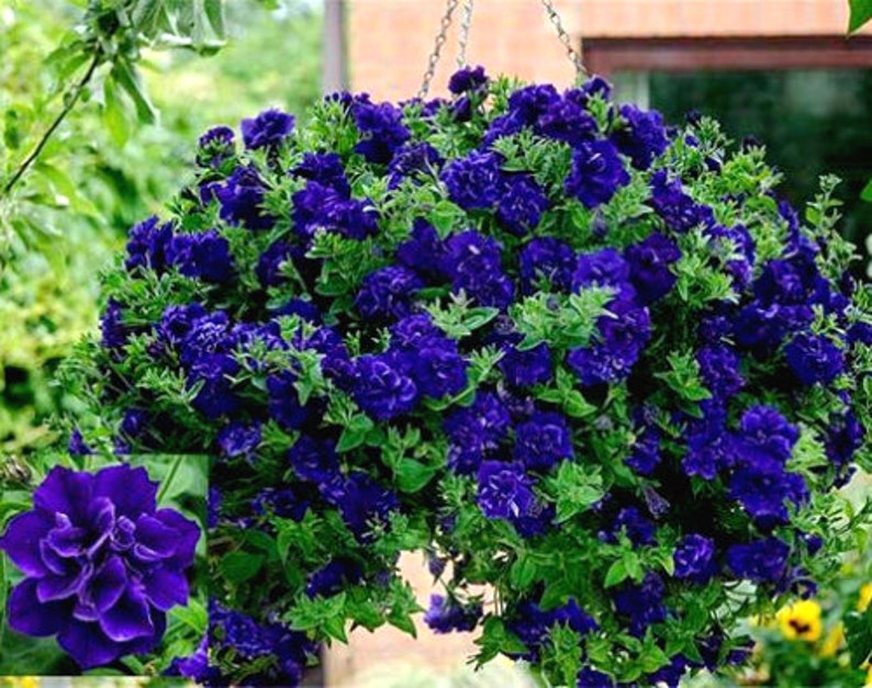 Double Cascade Petunia Duo Blue F1 Seeds - Petunia x hybrida