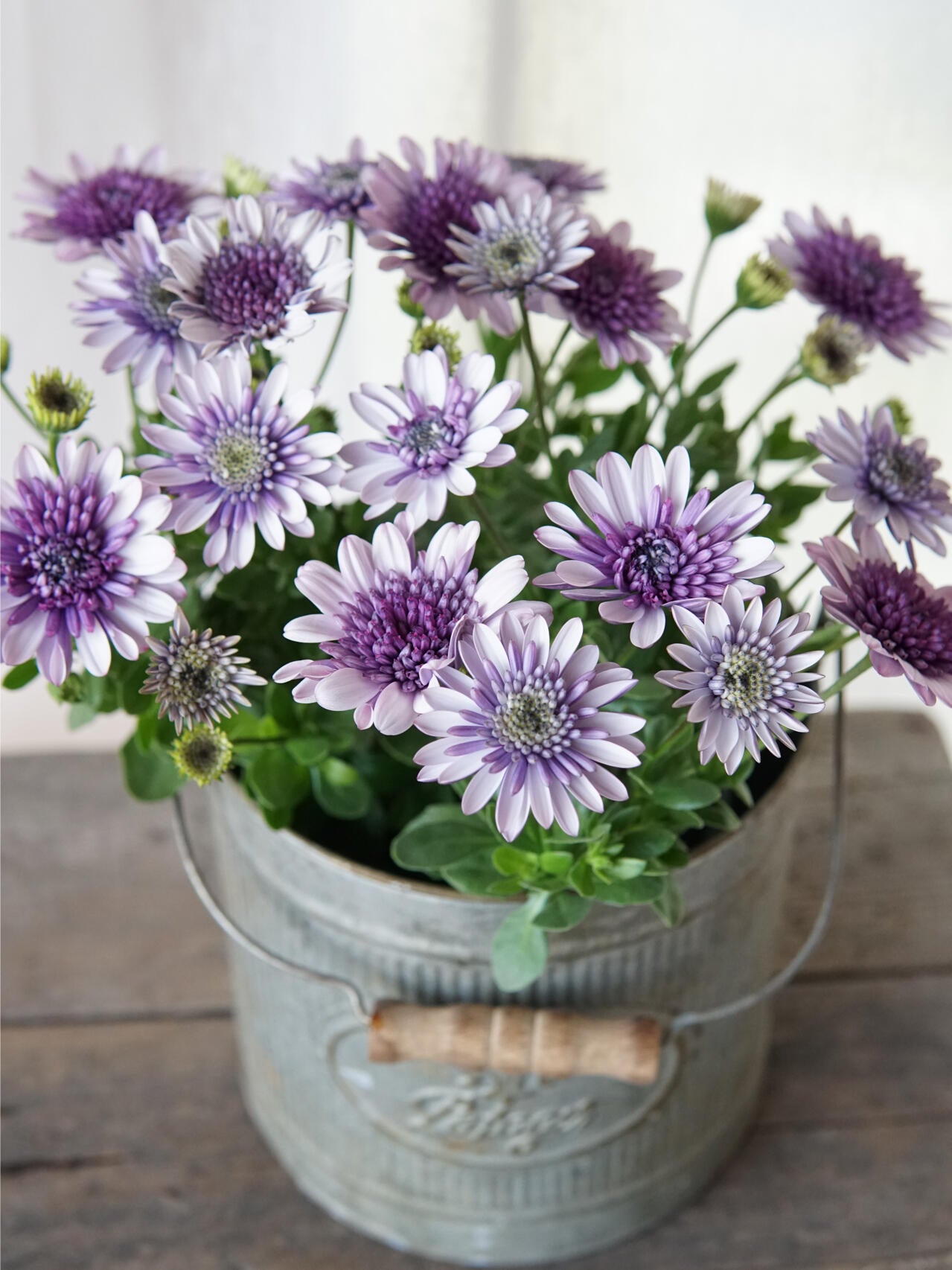 Marigold 'Sky Blue Misty Rain' seeds