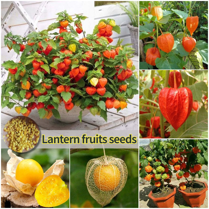 Physalis Peruviana Golden Berry Seeds Lantern Fruit Seeds
