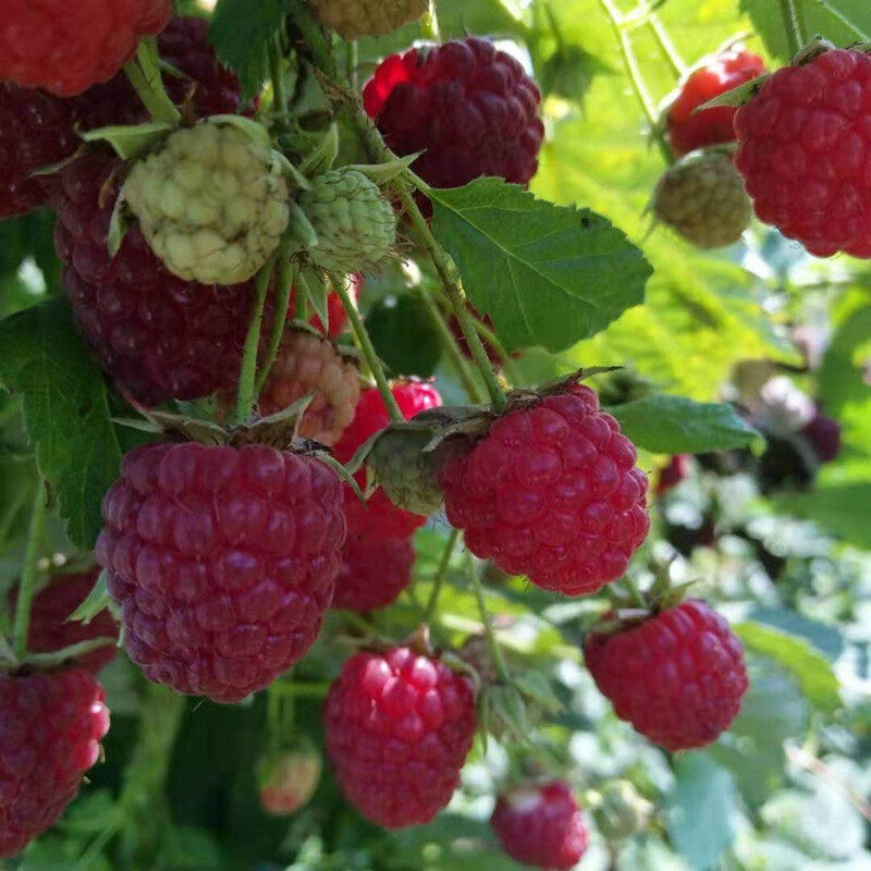 Raspberry Seeds