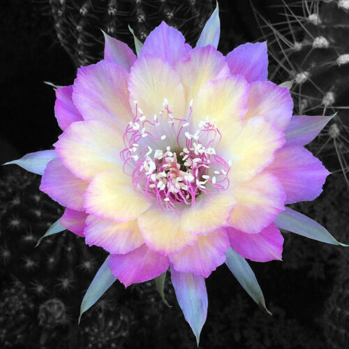 Flowering Echinopsis Cactus Species Mix🌵🌸