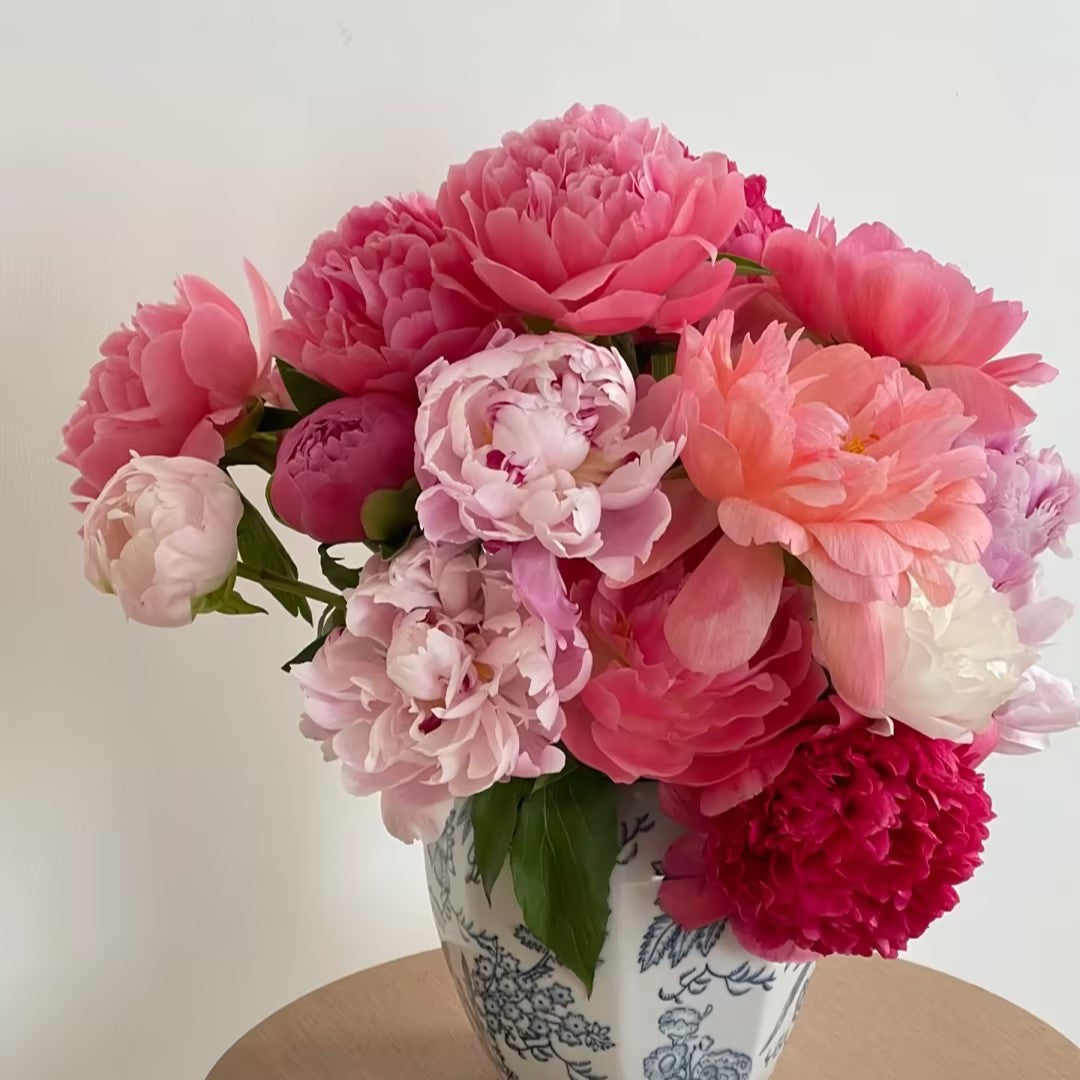 Paeonia Lactiflora Bonsai Plant Home Garden