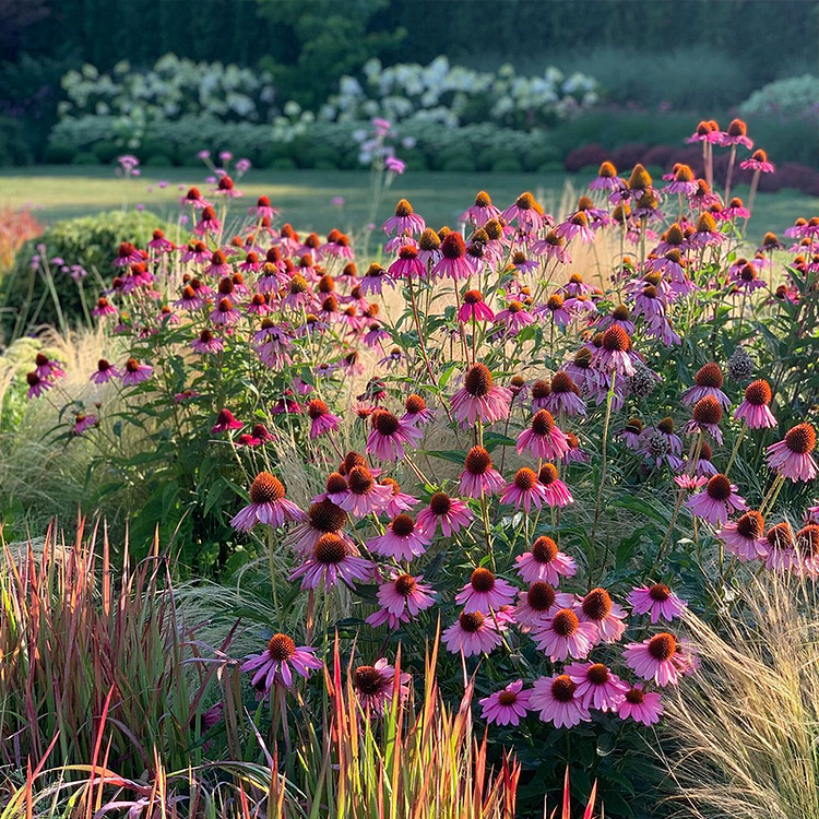 Purple Coneflower Seeds Echinacea Purpurea Seeds