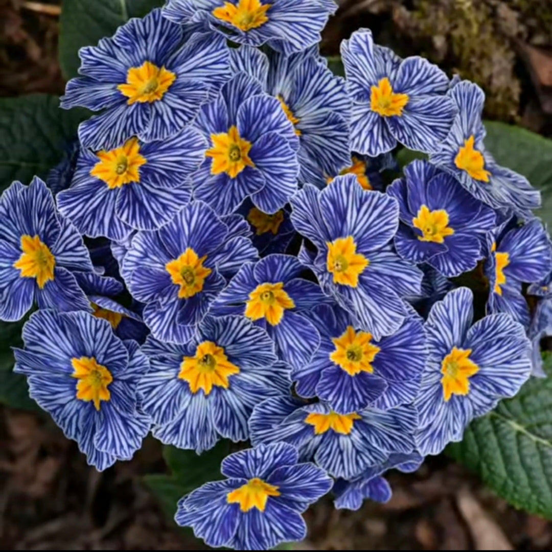 Primula Seeds Blue Zebra Primrose Seeds
