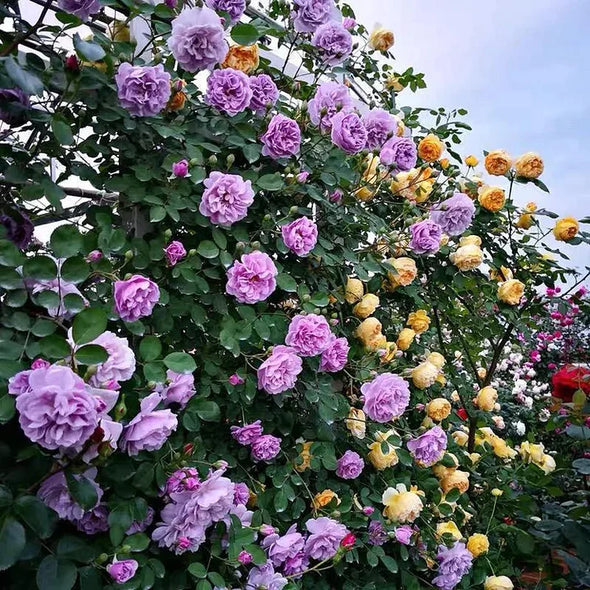 [ Repeat Blooming]🌹Climbing Rose Seeds - Luck Rises