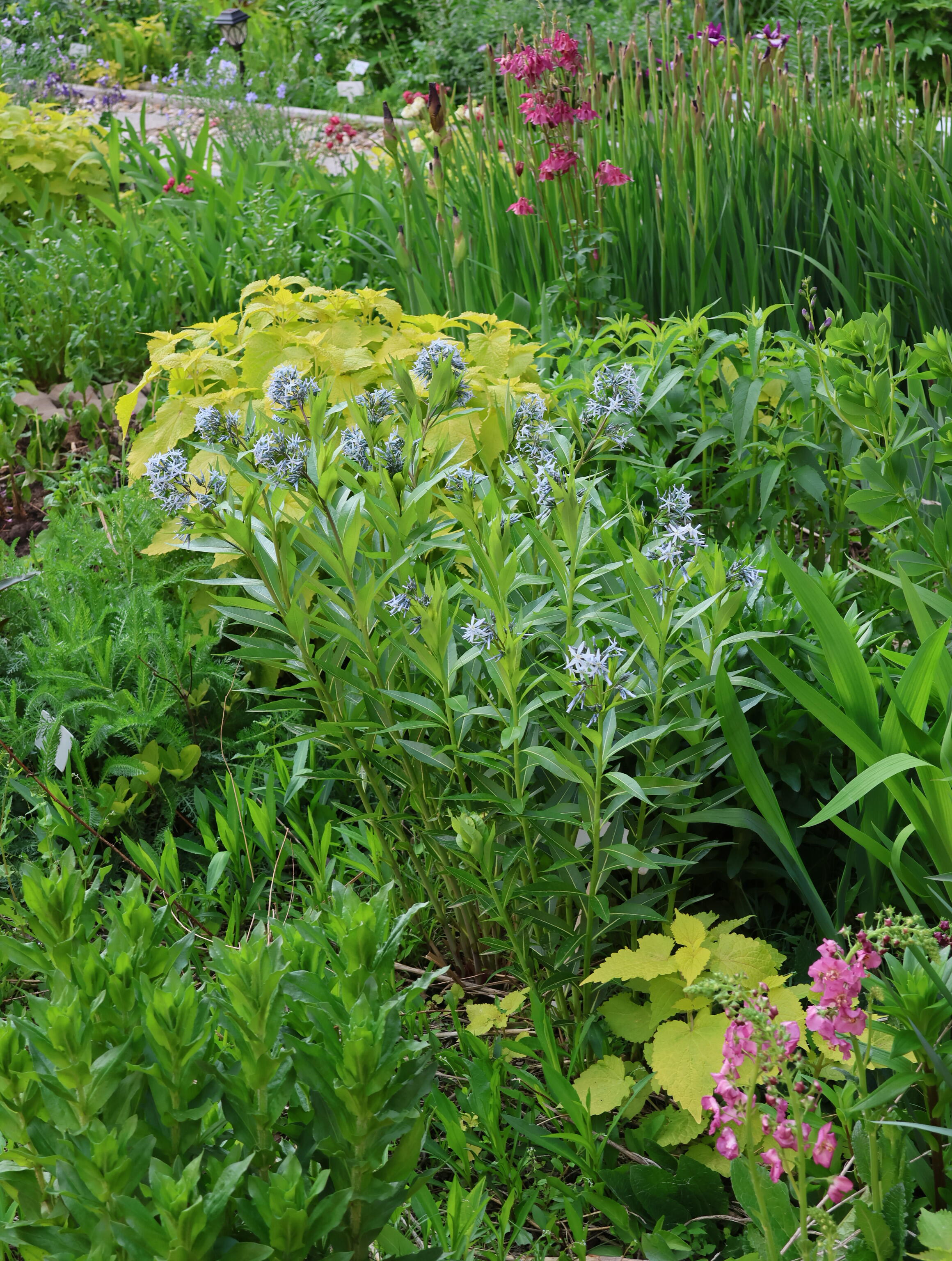 Licorice - A star representative of low-maintenance plants