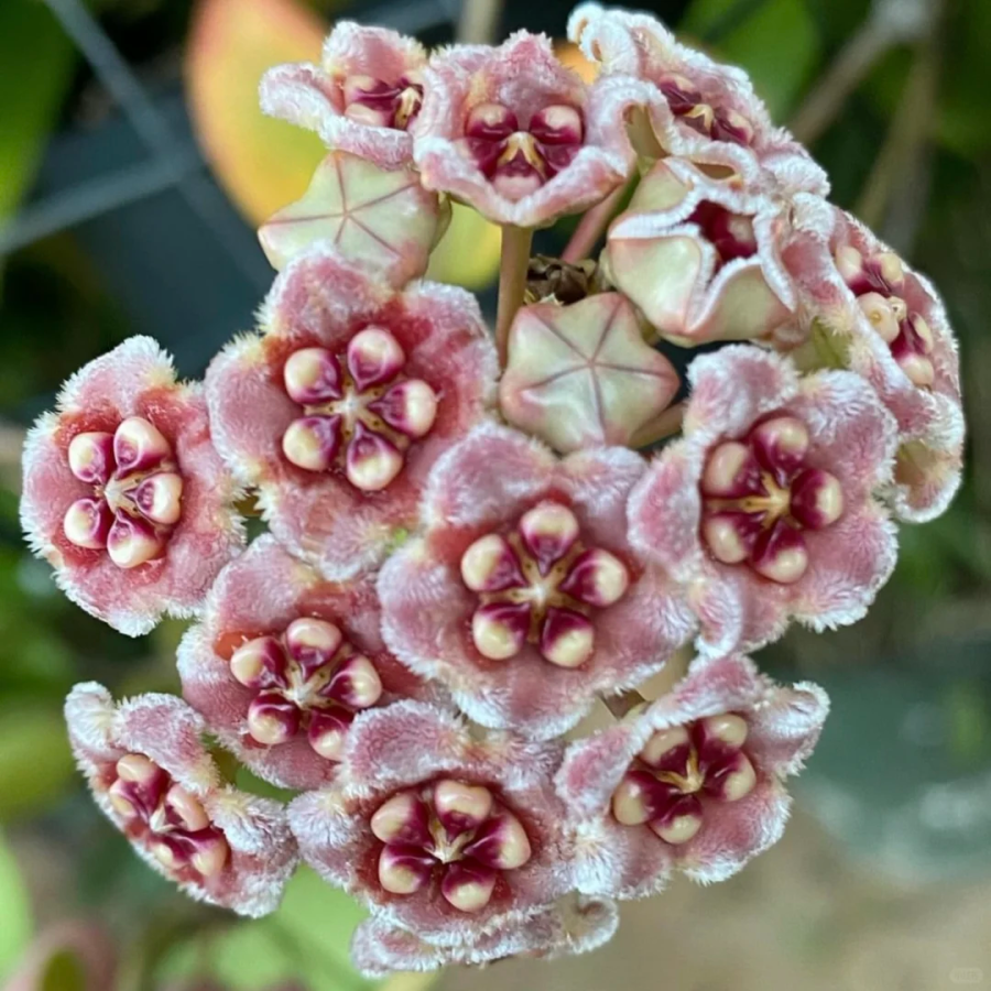 ⭐️Hoya Carnosa Flower Seeds 丨Star-shaped Flower Ball
