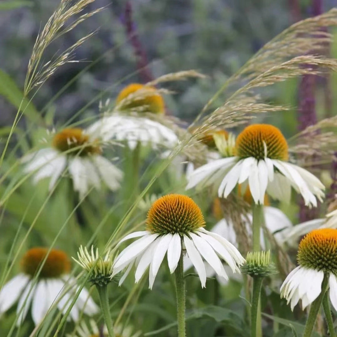 Purple Coneflower Seeds Echinacea Purpurea Seeds