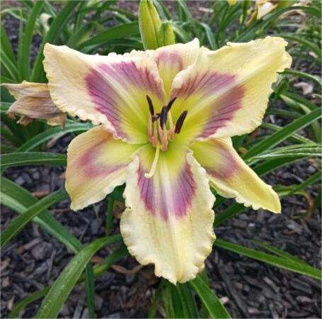 Daylily Hybrid Flowers Seeds, Hemerocallis Hybrid, 20pcs/pack