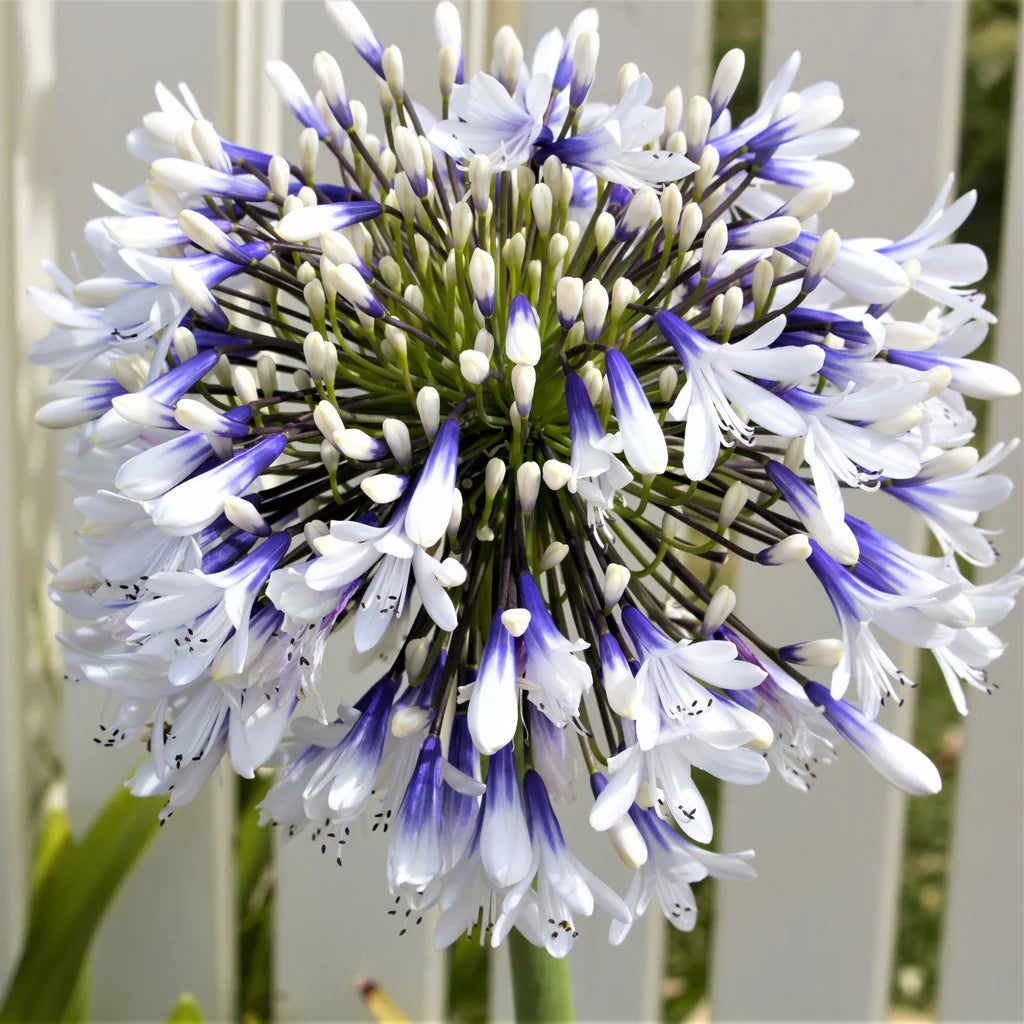 🎁New Year Sale🎁Agapanthus ‘Twister’