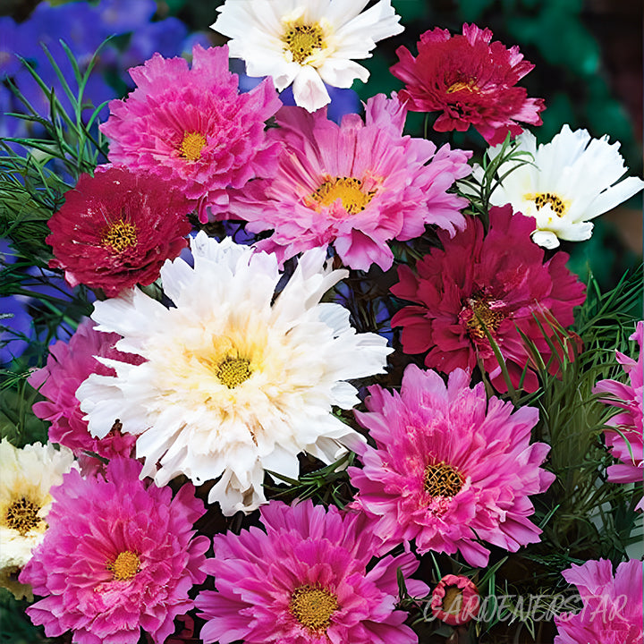 🌸Double Cosmos Seeds-Flower of Happiness