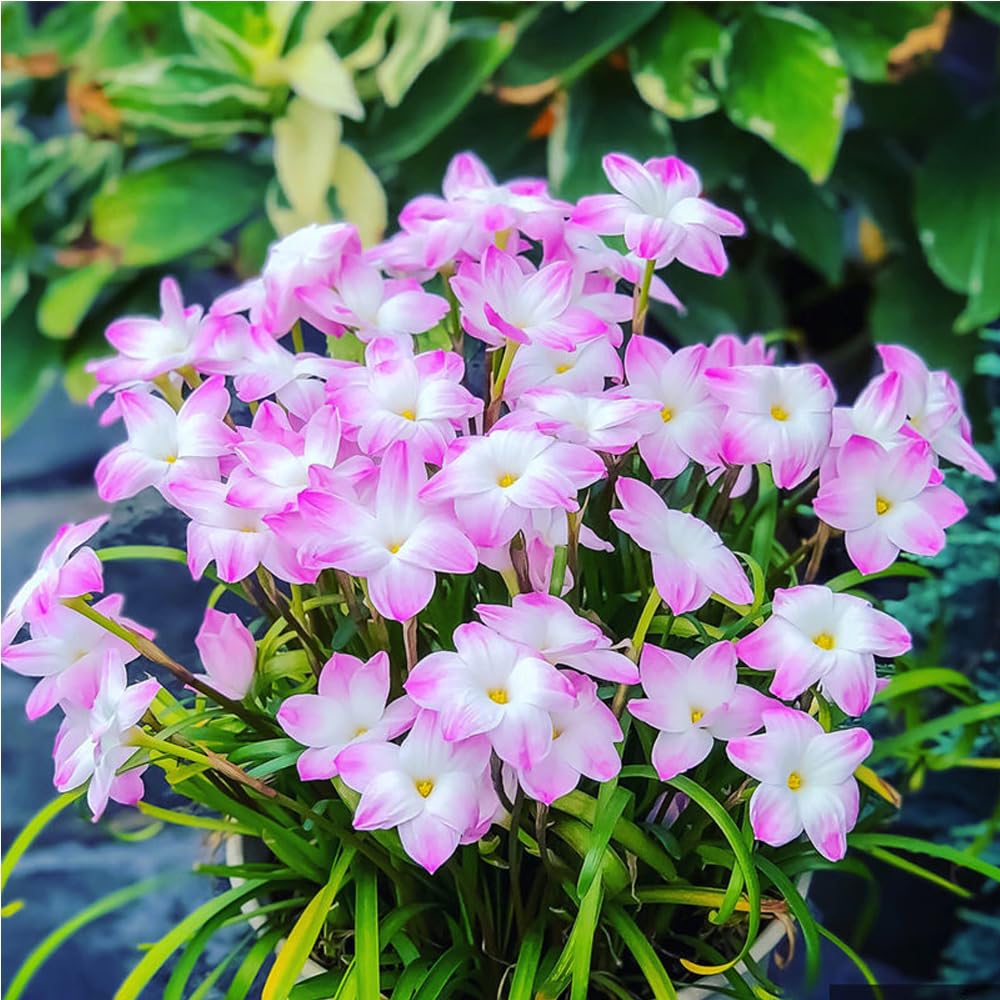 Rain Orchid Bulbs-Blooms once the next rain falls