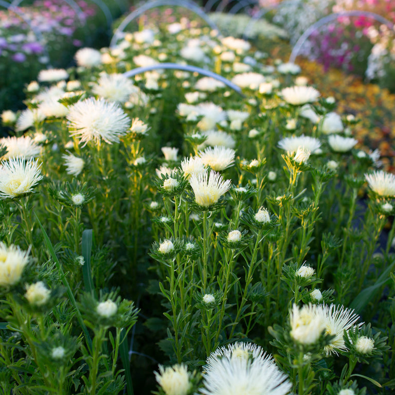China Aster Valkyrie Yellow