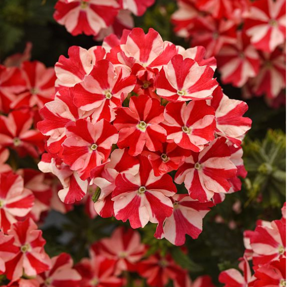 💐Garden Verbena Seeds