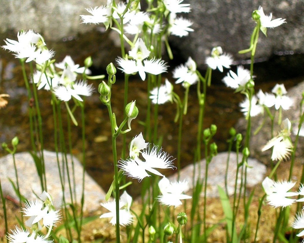 Habenaria radiata