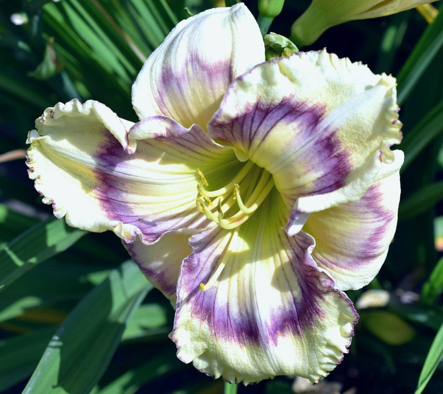 Daylily Hybrid Flowers Seeds, Hemerocallis Hybrid, 20pcs/pack
