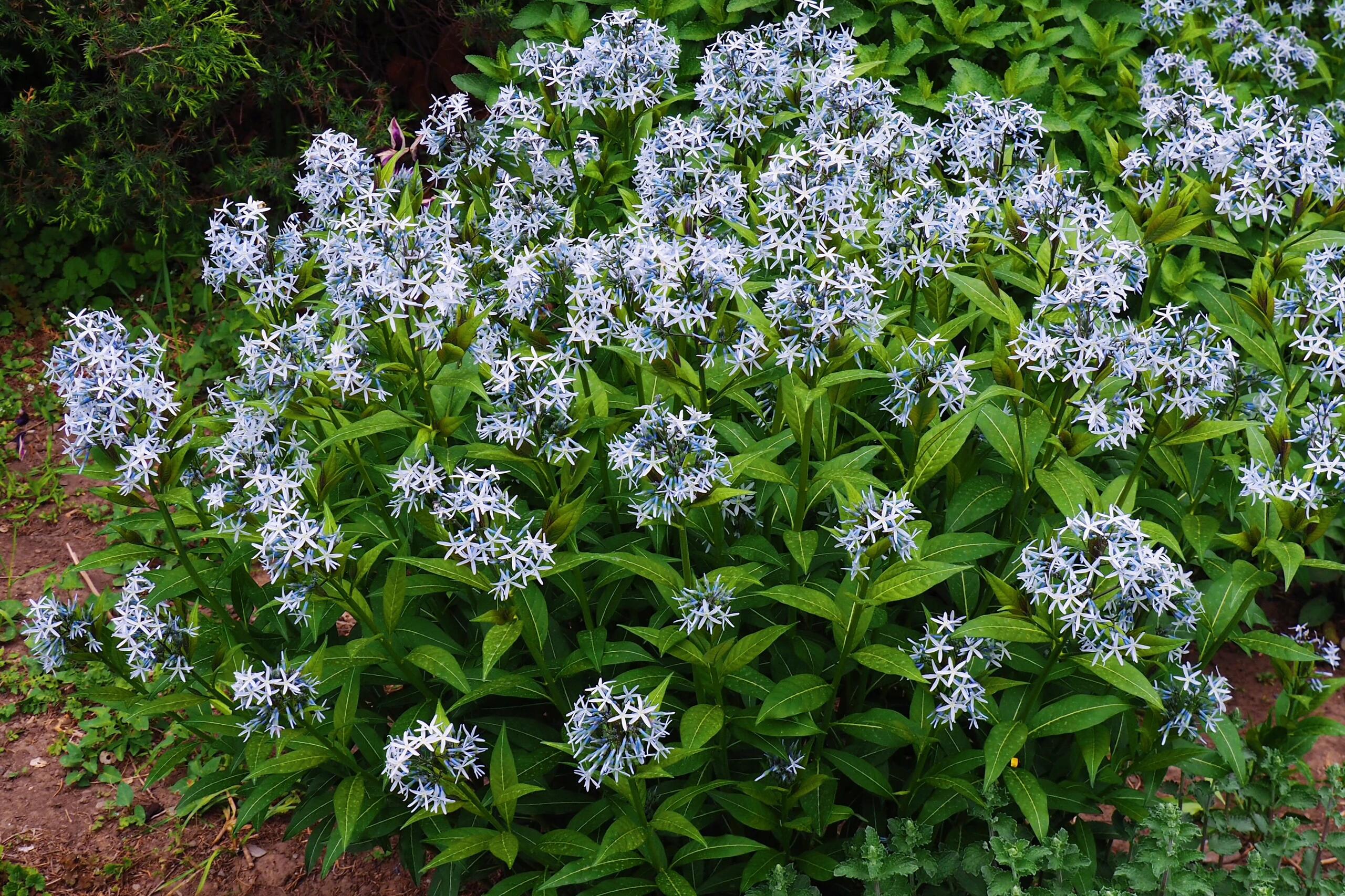Licorice - A star representative of low-maintenance plants