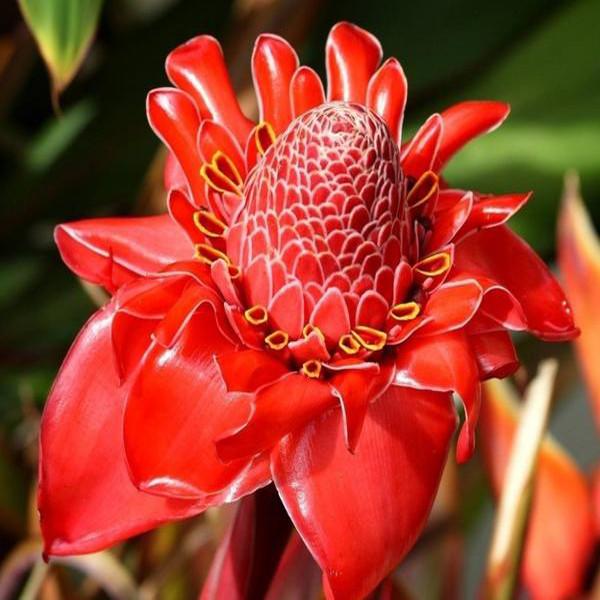 Torch Ginger - Etlingera elatior - Rare Species