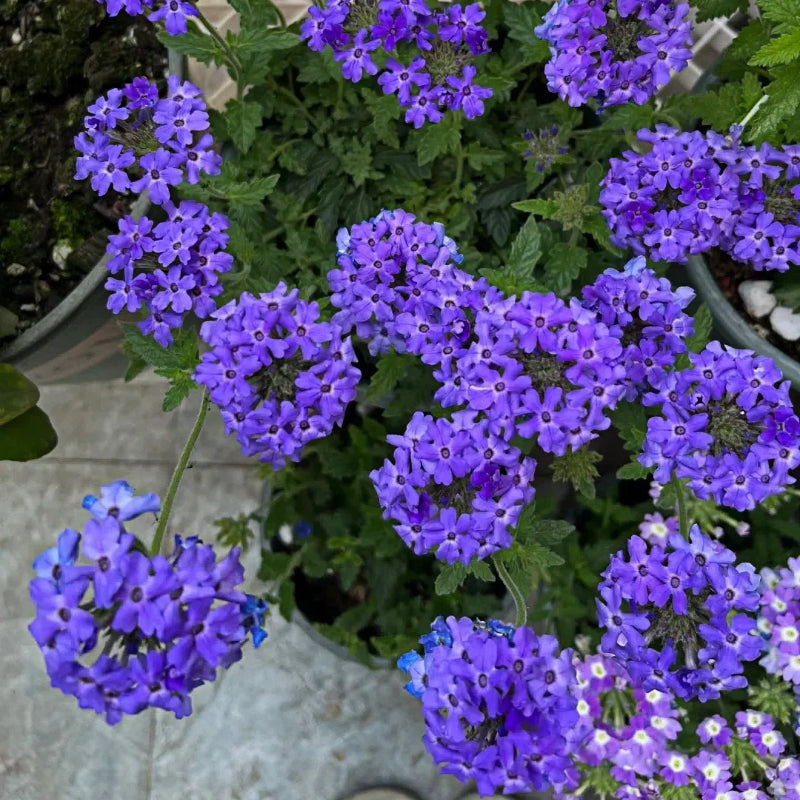 💐Garden Verbena Seeds