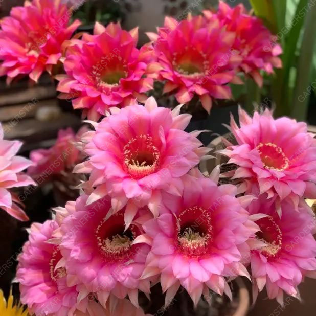 Prickly Pear🌺Flowering Varieties