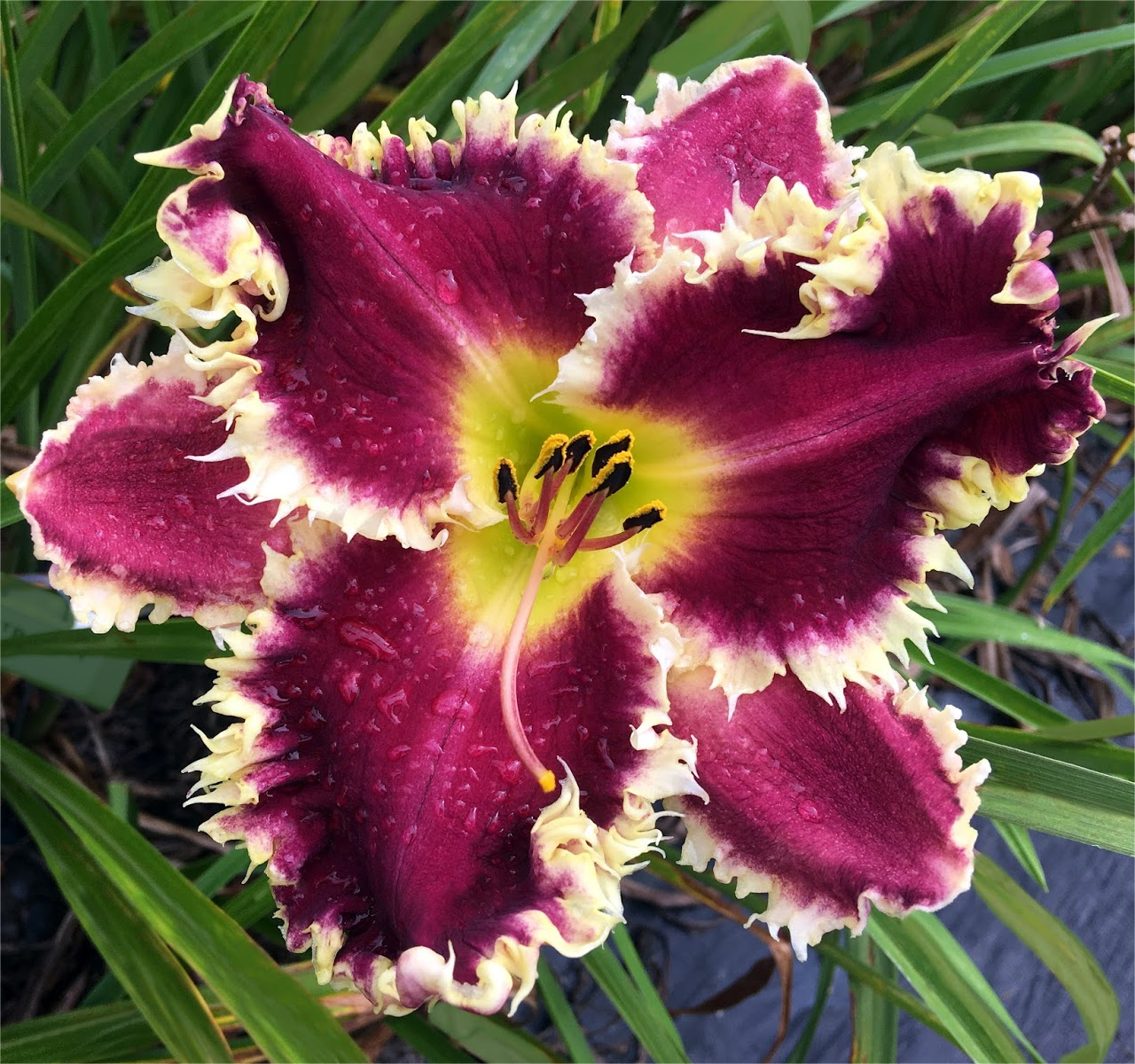 Daylily Hybrid Flowers Seeds, Hemerocallis Hybrid, 20pcs/pack
