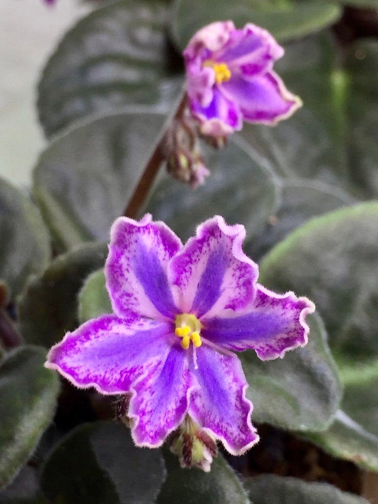 Mixed Miniature Variegated African Violet Seeds
