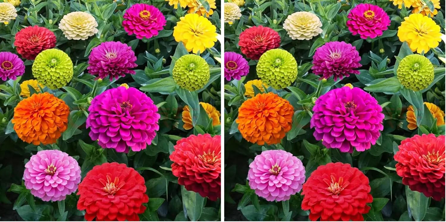 1000+ Crazy Blend Zinnia Seeds for Planting Zinnia Elegans Heirloom Open Pollinated & Untreated Mixed Color Zinnia Flowers