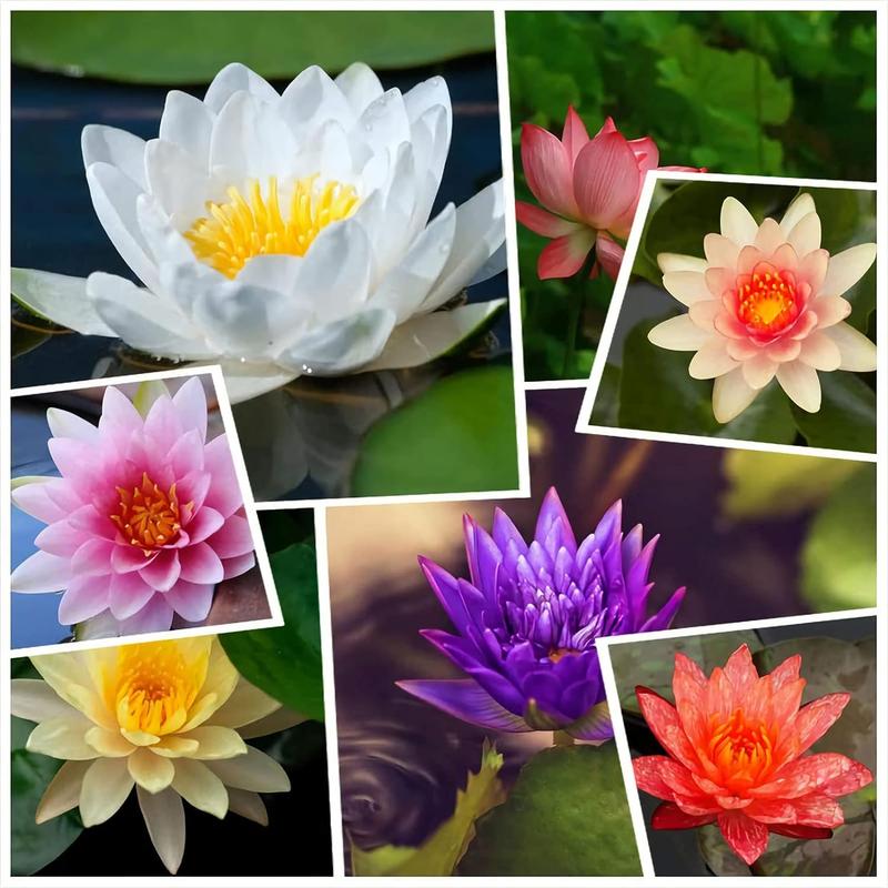 15 Pcs Mixed Bonsai Bowl Lotus Seeds - Vibrant Water Lilys Flower Plant for Fresh Gardens - Non-GMO Aquatic Seeds (Mixed Color)