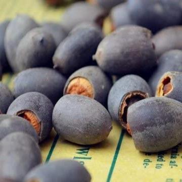 10 Pcs Mixed Color Bonsai Bowl Lotus Seeds - Exotic Water Lily Flower Plant Seeds for Ornamental Pond and Home Planting