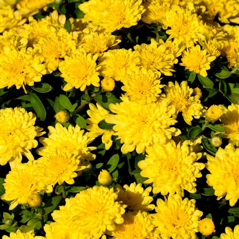 Pack 3 Orange Chrysanthemum Plants, Mums Plants Live, 3 to 6 Inch Tall Garden Mum Live Plant, Vibrant Fall Blooms, Hardy Chrysanthemum Flowers, No Pot