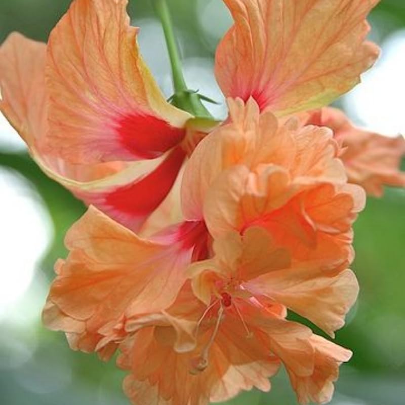 Hibiscus Plants Live, Hibiscus Plant, Hibiscus Tree Live Plant, Perennial Flower Bush, Peach Hibiscus