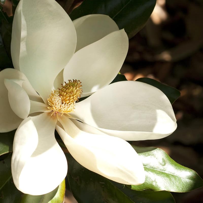 2 Southern Magnolia Trees Live Plants for Planting 6-12 Inches Tall, Evergreen Magnolia Plant Live, Fragrant Magnolia Flowers