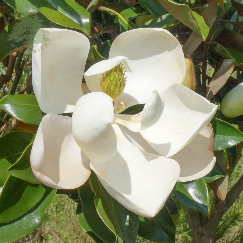 2 Southern Magnolia Trees Live Plants for Planting 6-12 Inches Tall, Evergreen Magnolia Plant Live, Fragrant Magnolia Flowers