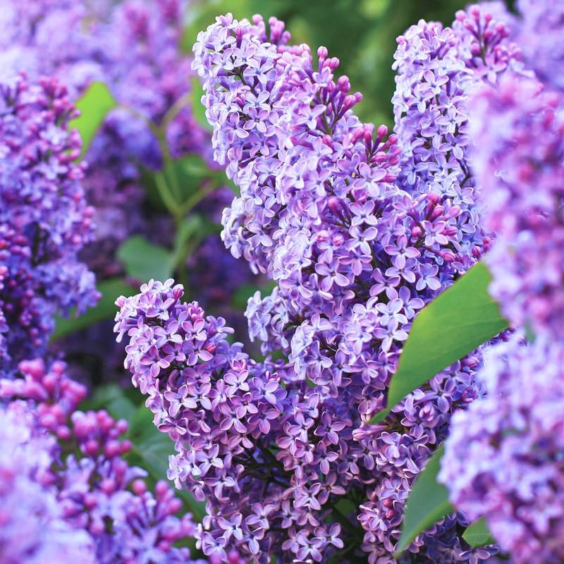 Old Fashion Lilac Plant Live for Planting, in Pot, Purple Lilac Bush Live Plant, 20 to 30 Inches Height, Fragrant Flowers to Grow, Fully Rooted with Soil